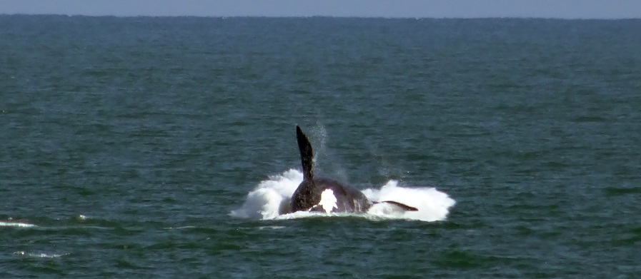 Comienza la temporada de ballenas en Uruguay
